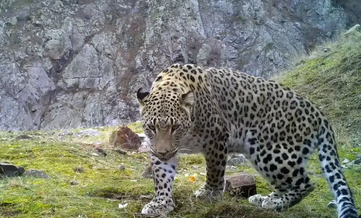 Anadolu Parsına Zarar Vermek Artık 45 Milyon TL 5